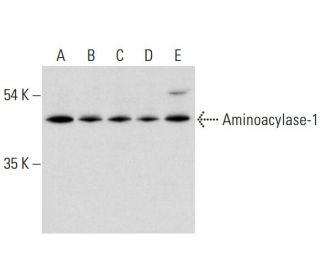 Aminoacylase-1 Antibody (D-7) - Western Blotting - Image 320468