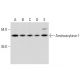 Aminoacylase-1 Antibody (D-7) - Western Blotting - Image 320468