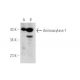Aminoacylase-1 Antibody (F-6) - Western Blotting - Image 288760