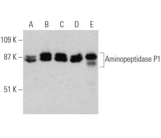 Aminopeptidase P1 Antibody (B-4) - Western Blotting - Image 368584 