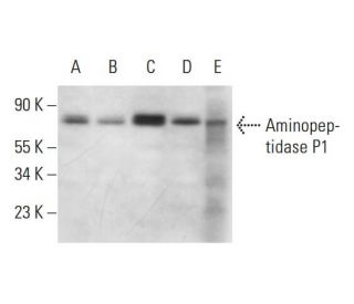 Aminopeptidase P1 Antibody (D-7) - Western Blotting - Image 309504