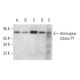 Aminopeptidase P1 Antibody (D-7) - Western Blotting - Image 309504