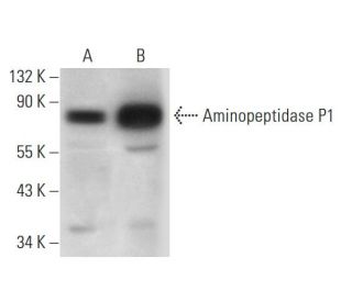 Aminopeptidase P1 Antibody (H-4) - Western Blotting - Image 318034 