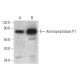 Aminopeptidase P1 Antibody (H-4) - Western Blotting - Image 318034 