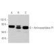 Aminopeptidase P1 Antibody (H-4) - Western Blotting - Image 366163 