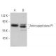 Aminopeptidase P1 Antibody (H-4) - Western Blotting - Image 366164