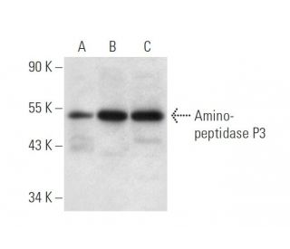Aminopeptidase P3 Antibody (A-4) - Western Blotting - Image 305625