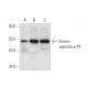 Aminopeptidase P3 Antibody (A-4) - Western Blotting - Image 305625