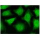 Aminopeptidase P3 Antibody (B-9) - Immunofluorescence - Image 298817 