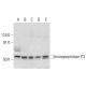 Aminopeptidase P3 Antibody (B-9) - Western Blotting - Image 297993