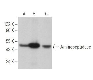 Aminopeptidase P3 Antibody (B-9) - Western Blotting - Image 369834 