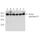 Aminopeptidase P3 Antibody (C-5) - Western Blotting - Image 298004 