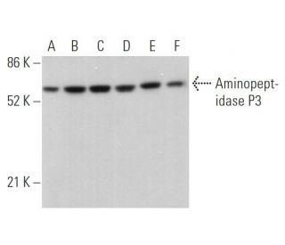 Aminopeptidase P3 Antibody (C-5) - Western Blotting - Image 374369
