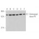 Aminopeptidase P3 Antibody (C-5) - Western Blotting - Image 374369 