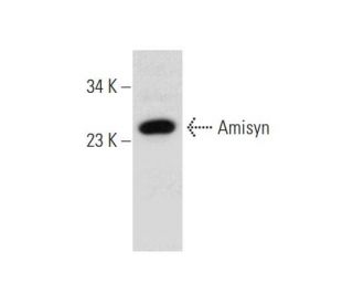 Amisyn Antibody (F-9) - Western Blotting - Image 136101 