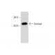 Amisyn Antibody (F-9) - Western Blotting - Image 136101 