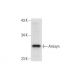 Amisyn Antibody (F-9) - Western Blotting - Image 296019