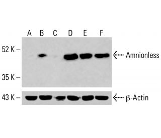 Amnionless Antibody (C-10) - Western Blotting - Image 414277 