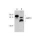 AMPD1 Antibody (D-7) - Western Blotting - Image 292097