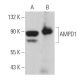 AMPD1 Antibody (D-7) - Western Blotting - Image 369819 