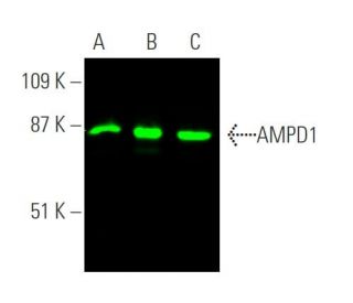 AMPD1 Antibody (D-7) - Western Blotting - Image 370646 
