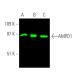 AMPD1 Antibody (D-7) - Western Blotting - Image 370646 