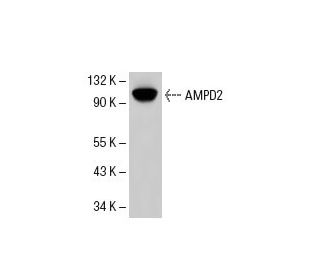 AMPD2 Antibody (QQ13) - Western Blotting - Image 49429 