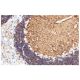 Amphiphysin I Antibody (15) - Immunohistochemistry - Image 60548