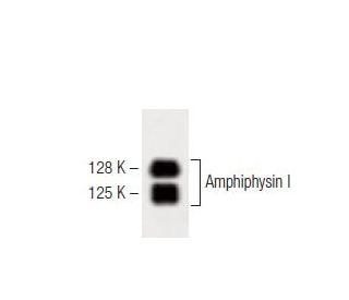 Amphiphysin I Antibody (15) - Western Blotting - Image 60234 