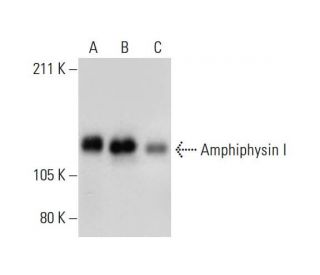 Amphiphysin I Antibody (A-7) - Western Blotting - Image 289711 