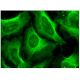 Amphiphysin I Antibody (B-6) - Immunofluorescence - Image 293813 