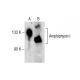 Amphiphysin I Antibody (B-6) - Western Blotting - Image 287844