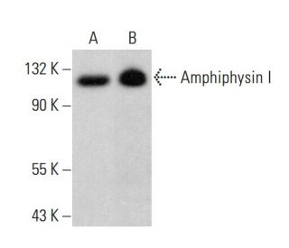 Amphiphysin I Antibody (B-6) - Western Blotting - Image 383220 