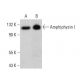 Amphiphysin I Antibody (B-6) - Western Blotting - Image 383220 