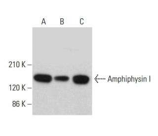 Amphiphysin I Antibody (C-1) - Western Blotting - Image 382684 
