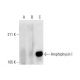 Amphiphysin I Antibody (D-6) - Western Blotting - Image 289712 