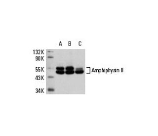 Amphiphysin II Antibody (2F11) - Western Blotting - Image 8499 