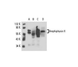 Amphiphysin II Antibody (D-3) - Western Blotting - Image 16399 
