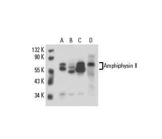 Amphiphysin II Antibody (G-10) - Western Blotting - Image 16400 
