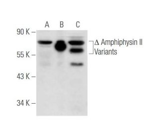 Amphiphysin II Antibody (2F11) - Western Blotting - Image 65928
