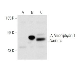 Amphiphysin II Antibody (99D) - Western Blotting - Image 65924