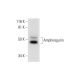 Amphiregulin Antibody (C-1) - Western Blotting - Image 295824