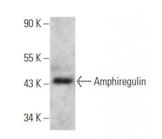 Amphiregulin Antibody (C-1) - Western Blotting - Image 356166 