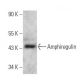 Amphiregulin Antibody (C-1) - Western Blotting - Image 356166 