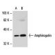 western blotting image from recommended Amphiregulin (G-4) monoclonal antibody replacement. Image 18475