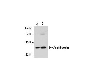 western blotting image from recommended Amphiregulin (G-4) monoclonal antibody replacement. Image 18475