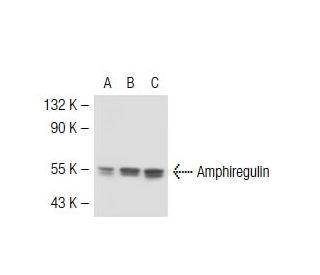 Amphiregulin Antibody (G-4) - Western Blotting - Image 41461Each CRISPR/Cas9 Knockout (KO) Plasmid product consists of a pool of 3 plasmids designed to ensure identification and cleavage of a specific gene for maximum knockout efficiency. Each plasmid encodes a unique 20 nt sequence derived from the GeCKO (v2) library.