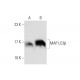MAP LC3β (G-2): sc-271625. Western blot analysis of MAP LC3β expression in untreated (A) and AMPK Activator (sc-203819) tr