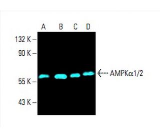 AMPK alpha 1/2 Antibody (D-6) - Western Blotting - Image 393451