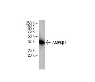 AMPKβ1 Antibody (Z14) - Western Blotting - Image 33733